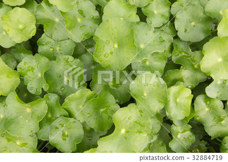Asiatic Herb background Asiatic Herb background 32884719