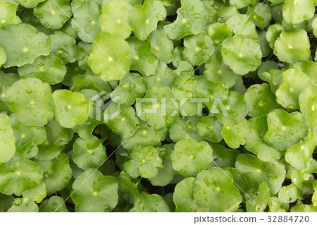 Asiatic herb background Asiatic herb background 32884720