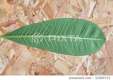 backside green leaf on paywood backside green leaf on paywood 32884722
