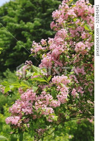 Taniutsugi Takokura Rest Office in full bloom Taniutsugi Takokura Rest Office in full bloom 32884841