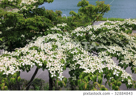 Yamaboushi in full bloom Yamaboushi in full bloom 32884843