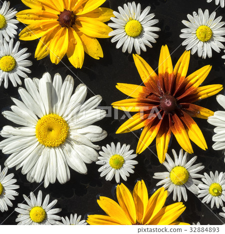 garden flowers square background garden flowers square background 32884893