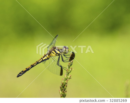 Nosimetombo Nosimetombo 32885269