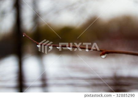 Drops of dew on a branch 32885290
