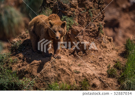 Brown bear watches from steep rocky outcrop Brown bear watches from steep rocky outcrop 32887034
