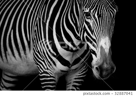 Mono close-up of Grevy zebra looking at camera 32887041