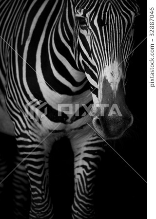 Mono close-up of Grevy zebra lowering head 32887046