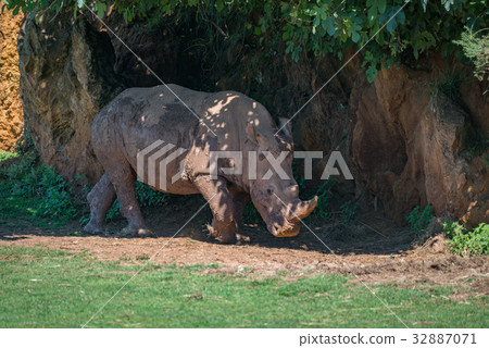 Muddy white rhinoceros walks under shady tree Muddy white rhinoceros walks under shady tree 32887071