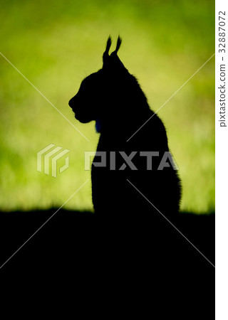Silhouette of lynx on grass in profile Silhouette of lynx on grass in profile 32887072