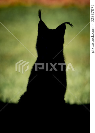 Silhouette of lynx with sunny grass behind Silhouette of lynx with sunny grass behind 32887073