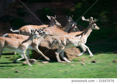 Slow pan of deer rushing past rock Slow pan of deer rushing past rock 32887076