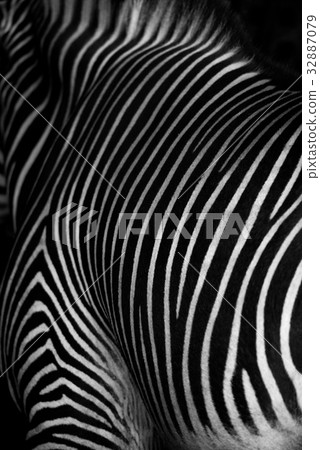 Striped patterns on back of Grevy zebra Striped patterns on back of Grevy zebra 32887079
