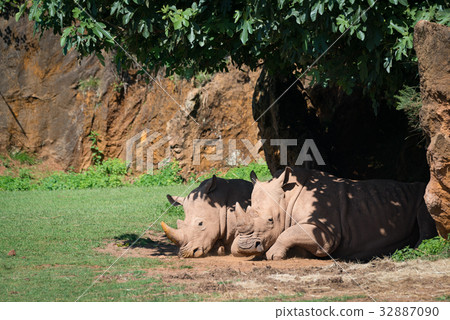 White rhinoceros dozing in shade of tree White rhinoceros dozing in shade of tree 32887090