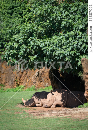 White rhinoceros dozing in shade under bush White rhinoceros dozing in shade under bush 32887091