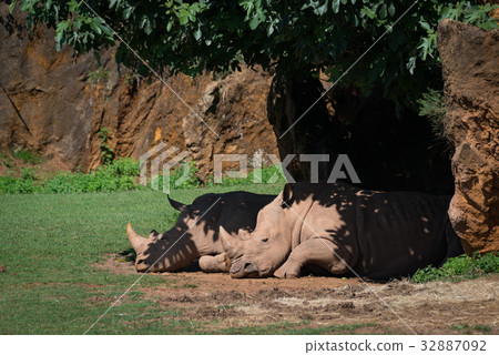 White rhinoceros dozing in shade under tree 32887092