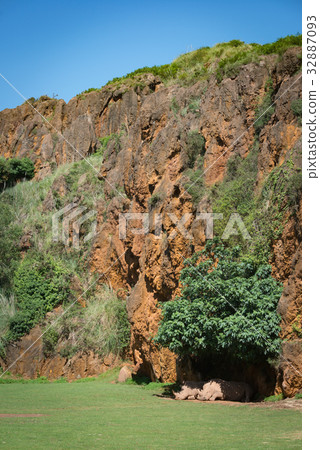 White rhinoceros in leafy shade beneath cliff White rhinoceros in leafy shade beneath cliff 32887093