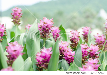 Pink curcuma flower,popular Thai flower in rainy 32887262