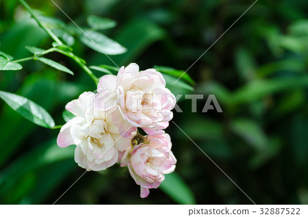 Pink roses flower blossom in a garden 32887522