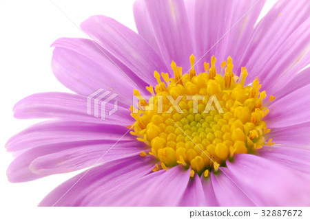 花宏觀射擊azumagiku 花宏觀射擊azumagiku 32887672