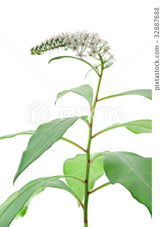 花白色背景okatranoo 花白色背景okatranoo 32887688