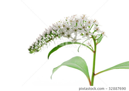 花白色背景okatranoo 32887690