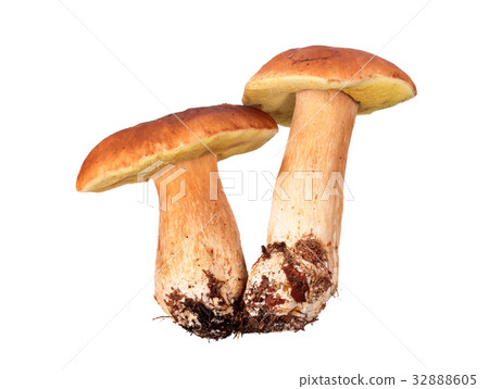 Mushrooms 32888605