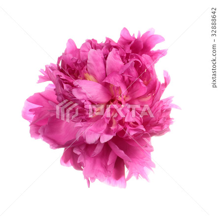 Dishevelled pink peony Dishevelled pink peony 32888642