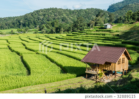 Rice Farm 32889115