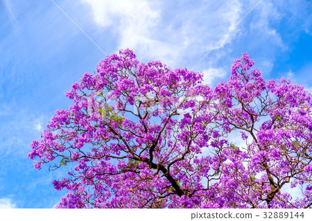 Jacaranda tree in Adelaide 32889144