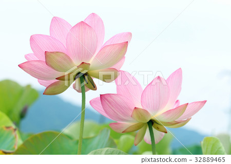 Lotus Oga of Gogenji 32889465