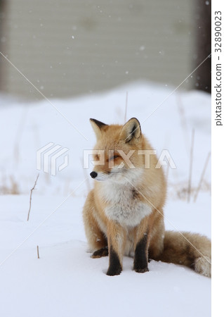 等待遊客（A） 32890023