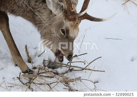 Ezeka deer (A) in the deep winter season eating a dead branch Ezeka deer (A) in the deep winter season eating a dead branch 32890025