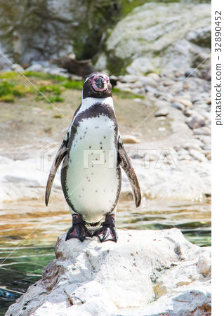 The Humboldt or Peruvian Penguin The Humboldt or Peruvian Penguin 32890452