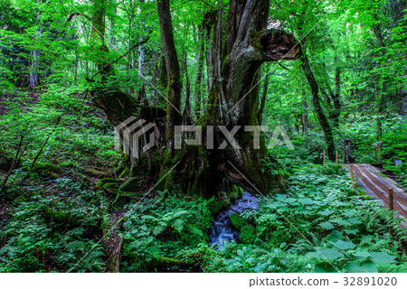  Wakaike的大假髮 32891020