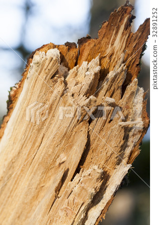 Broken tree trunk Broken tree trunk 32891252