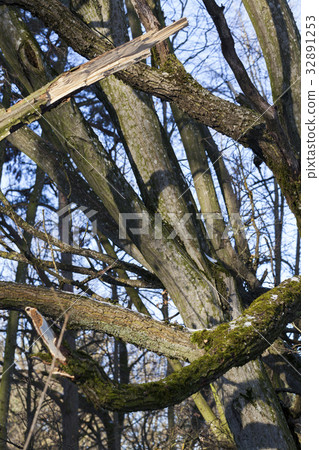 Tree bark, close-up Tree bark, close-up 32891253