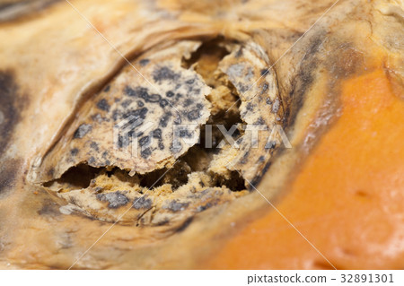 Black rotten spot 32891301