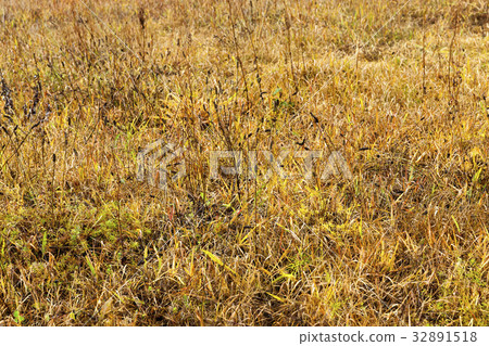 dry yellow grass close up 32891518