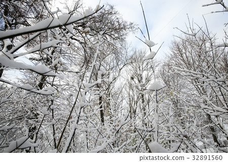 trees in winter forest 32891560