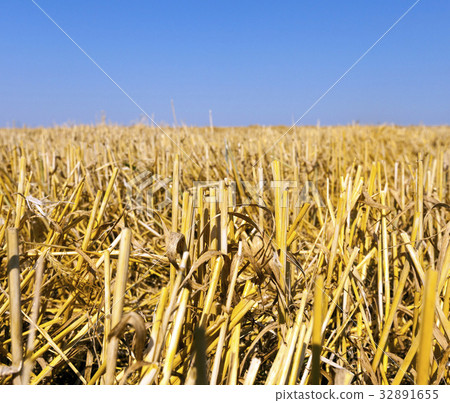 Straw of ripe wheat 32891655