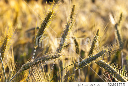 Wheat field 32891735