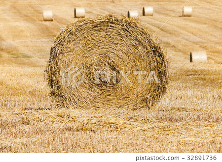 Rolls of haystacks 32891736