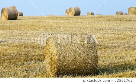 golden straw bales golden straw bales 32891762