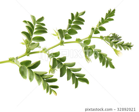 Green chickpea on a branch, and in the pod 32892021