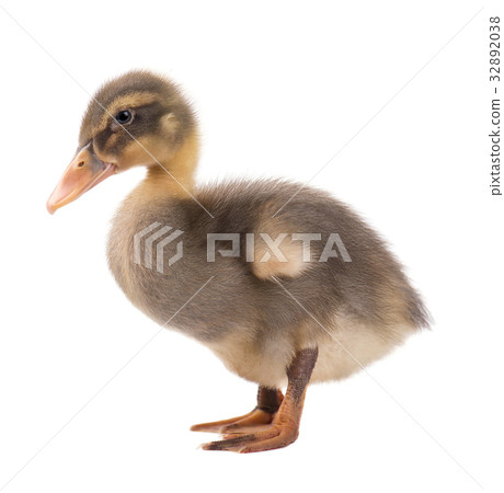 Cute little newborn duckling, isolated on a white Cute little newborn duckling, isolated on a white 32892038