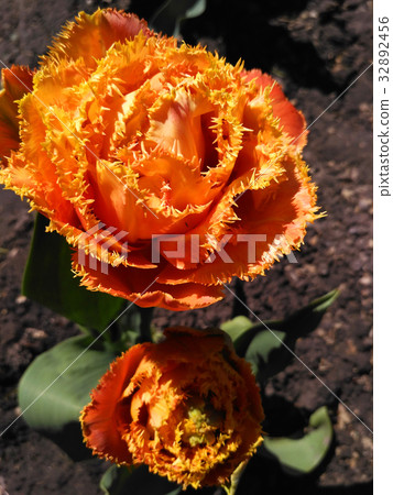 Fringed tulip called Sensual Touch 32892456