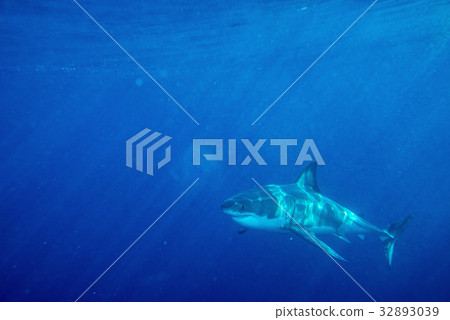 Great White shark ready to attack 32893039