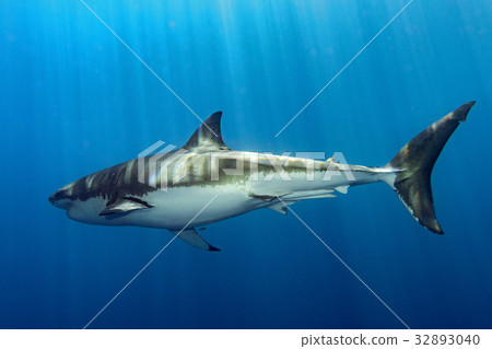 Great White shark ready to attack 32893040