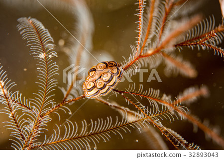 Colorful donut nudibranch close up macro detail 32893043