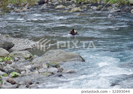 Brown bear putting his head out of the river Brown bear putting his head out of the river 32893044